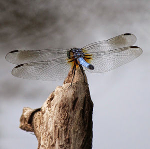 Meet your Posher, Jill